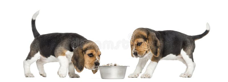 Beagle szczeniaki wokoło pełnego psiego pucharu