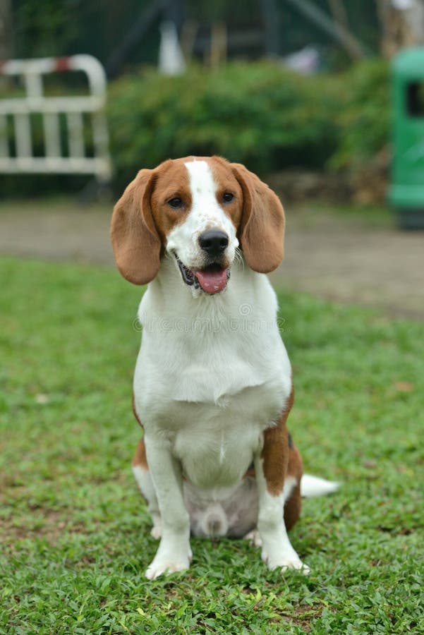 white and black beagle