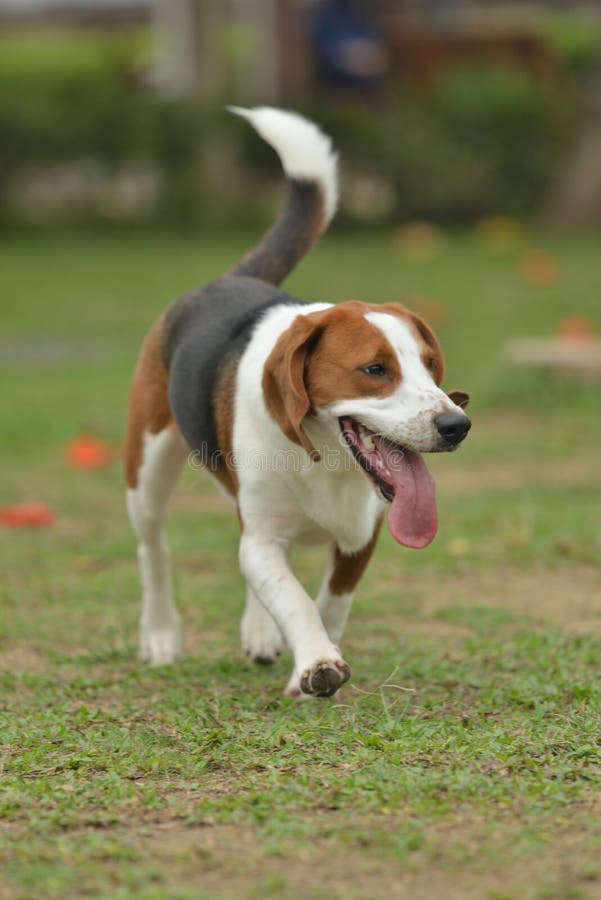 Beagle Tri-color Dog Hunting Stock Photo - Image of huntdog, gundog