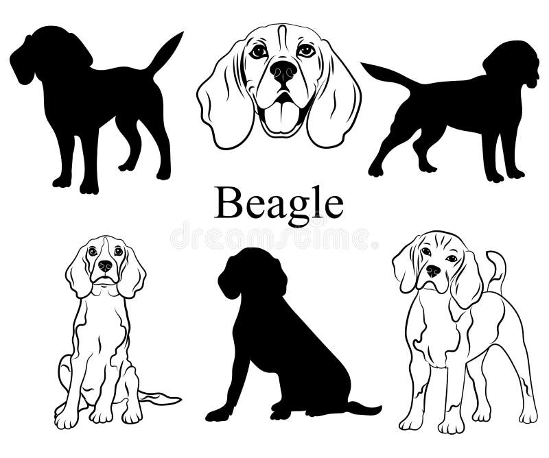 Beagle-uppsättning Insamling av avelshundar Svartvit illustration av en beagelhund Vektorritning av ett sällskapsdjur Tattoo vektor illustrationer