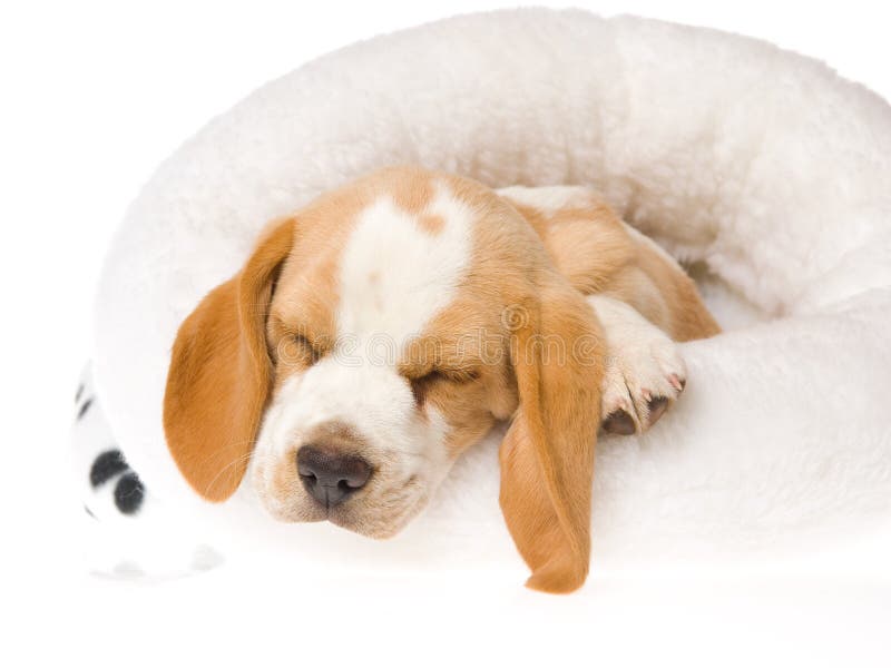 beagle łóżkowy futerkowy szczeniaka dosypiania biel fotografia stock beagle łóżkowy futerkowy szczeniaka dosypiania biel fotografia stock