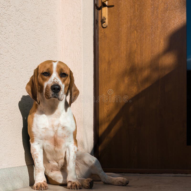 beagle милый стоковые изображения beagle милый стоковые изображения