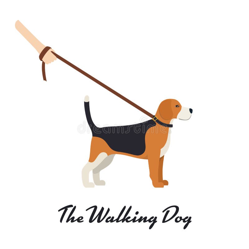 Beaglehund med en koppel stock illustrationer Beaglehund med en koppel stock illustrationer