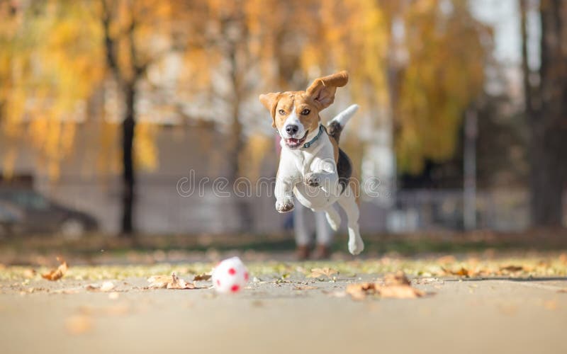 Beaglehunden som jagar bollen och in hoppar, parkerar