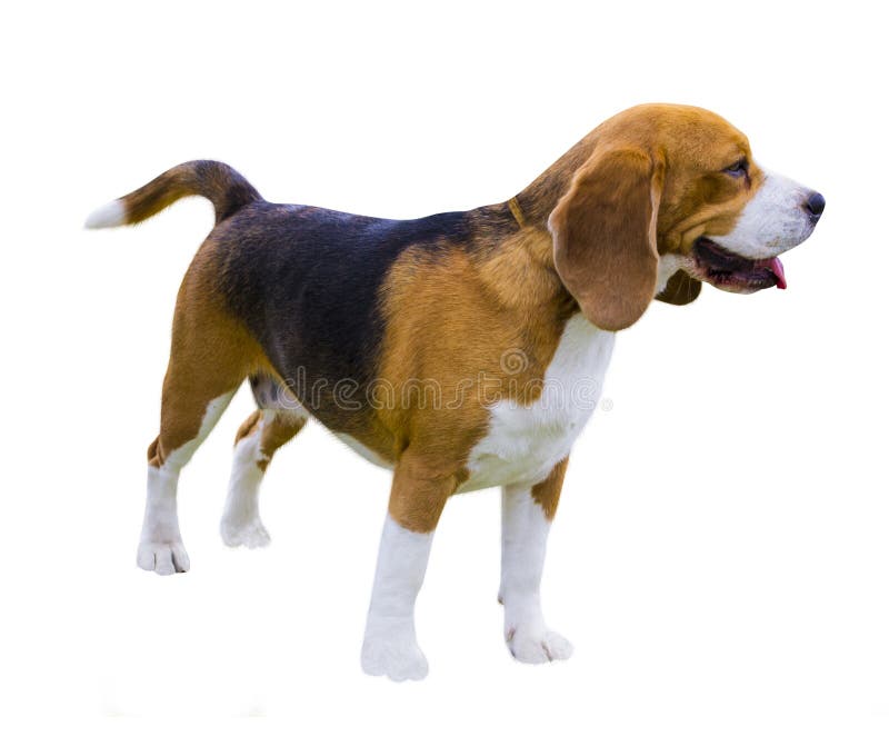 Beaglehundkapplöpning, stående Hundbeagle Beaglehund som isoleras på vit royaltyfri foto Beaglehundkapplöpning, stående Hundbeagle Beaglehund som isoleras på vit royaltyfri foto