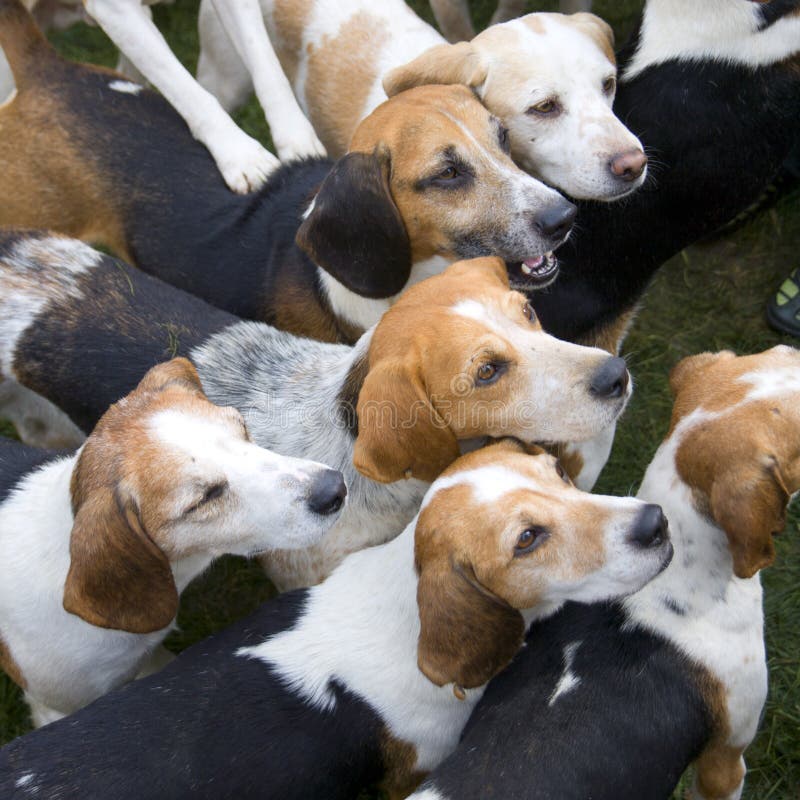 A group of Beagles stock photo. Image of ground, floppy 28642750