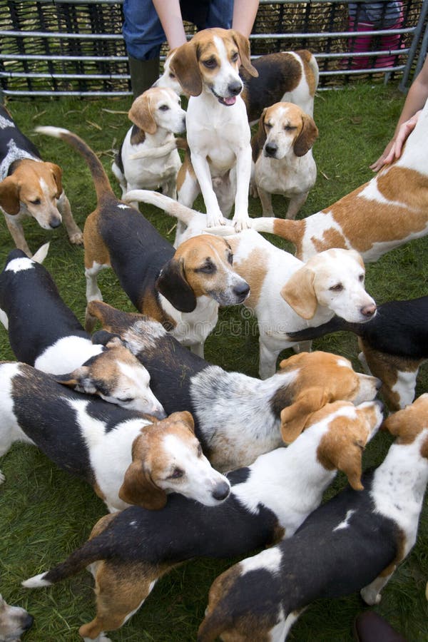 A group of Beagles stock photo. Image of domestic, brown 28642750