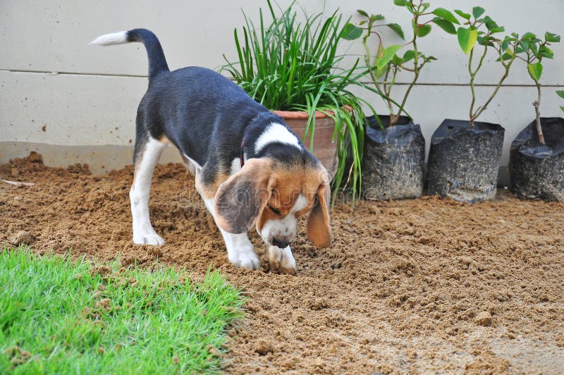 Beagle puppy dig the ground on the lawn. Beagle puppy dig the ground on the lawn.