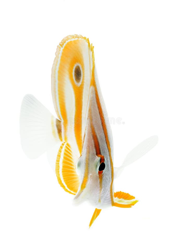 Beak coralfish, copperband butterflyfish, isolated