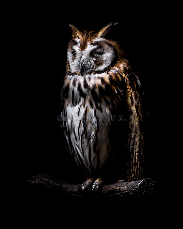 Owl Isolated on Black Background Stock Photo Image of beak, view