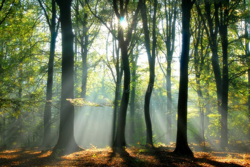 Rayos de sol fundición un poco borroso otono Bosque creando místico.