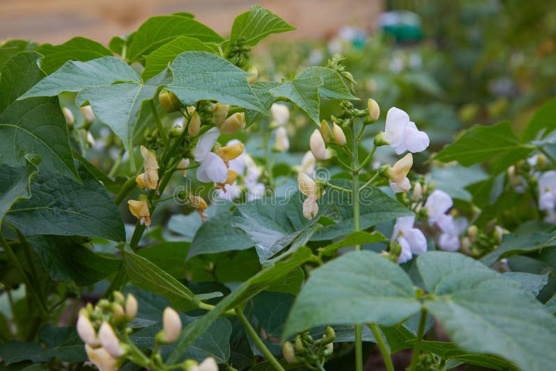 Bean in Blossom Outdoors in a Flowerbad Stock Photo - Image of fresh ...