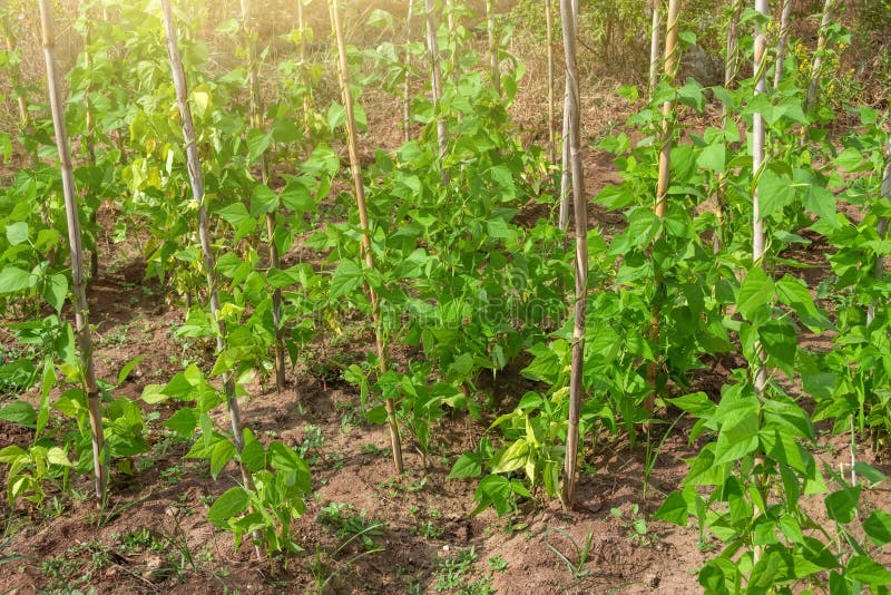 Bean Bushes Growing Near a Pole in an Open Field Plantation Stock Photo