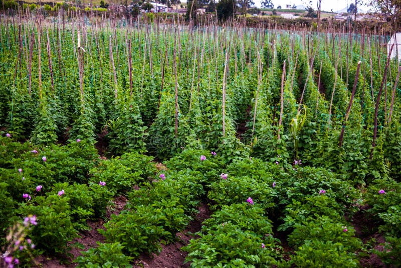 Bean cultivation stock photo. Image of garden, ecuador 82916544