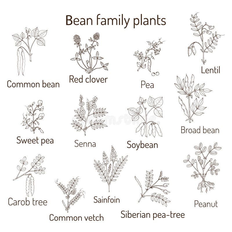 BeanFamilienanlagen Fabaceae, Leguminosae Oder Papilionaceae Erbse