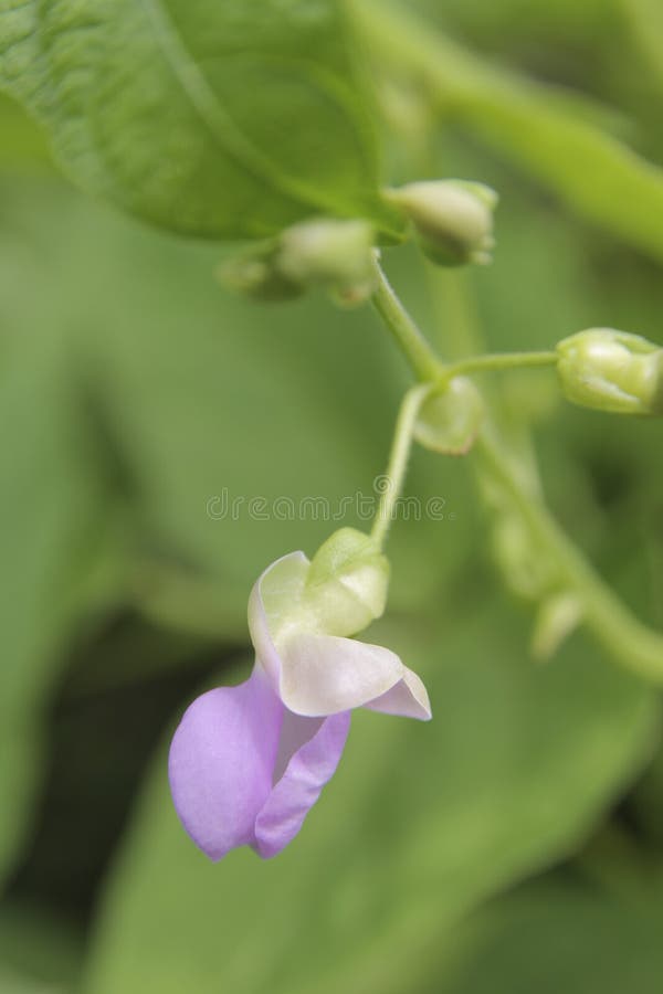 Bean flower stock image. Image of flower, pink, greenerie 90061241