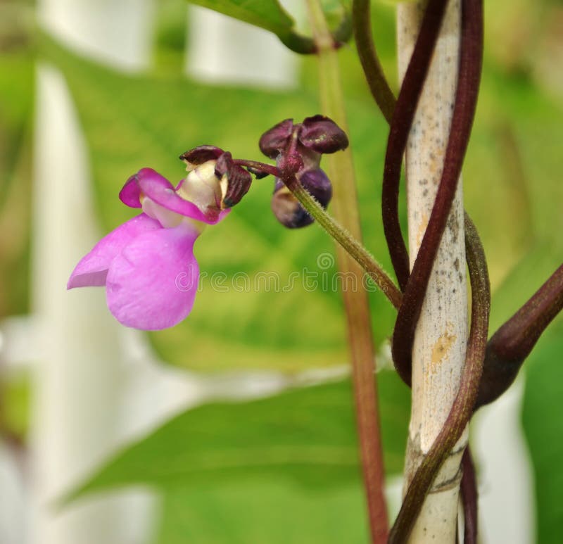 Pea Bloom in Pink in the Garden, Bean Plant of the Fence Stock Image