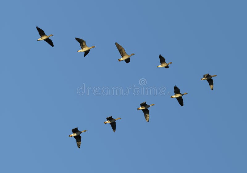 Bean geese in flight