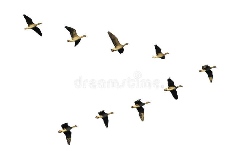 Bean geese in flight