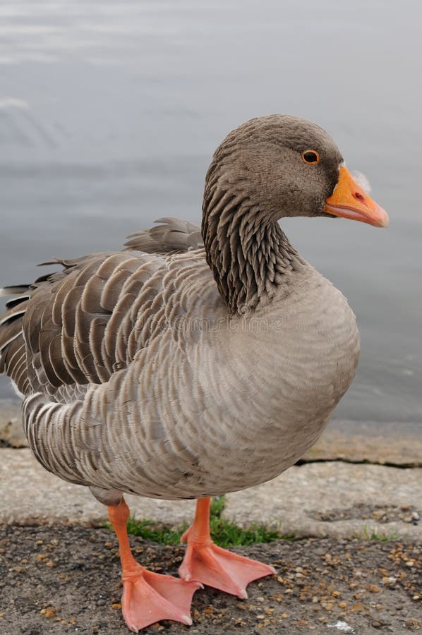 Bean Goose (Anser fabalis)