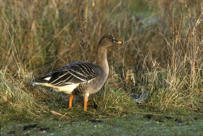 Bean goose, Anser fabalis