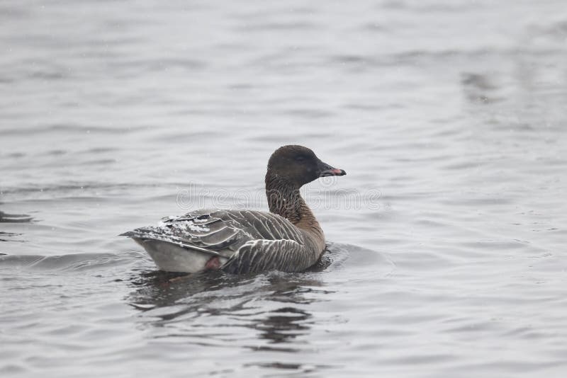 Bean goose, Anser fabalis