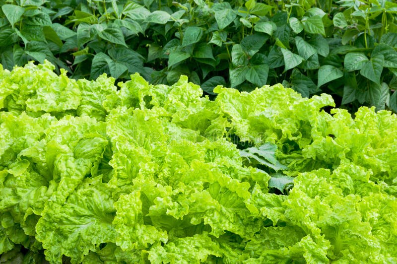 Bean and Lettuce Plants on a Vegetable Garden Patch Stock Image Image