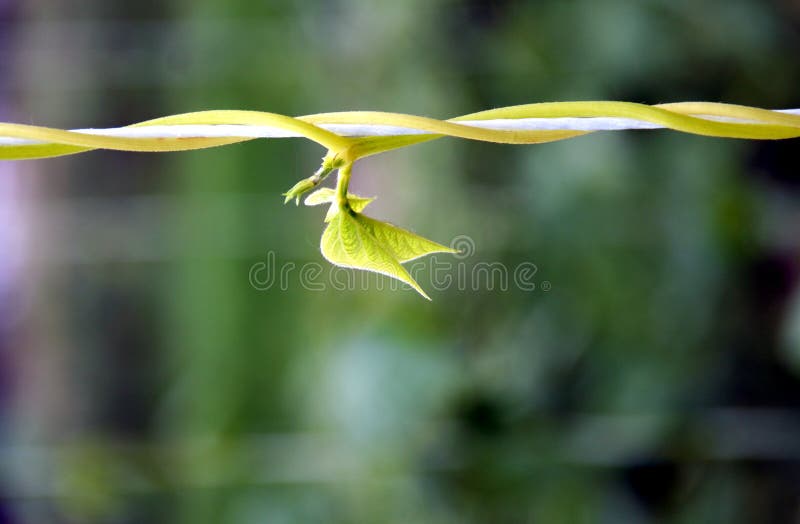 Bean new life climbing plants