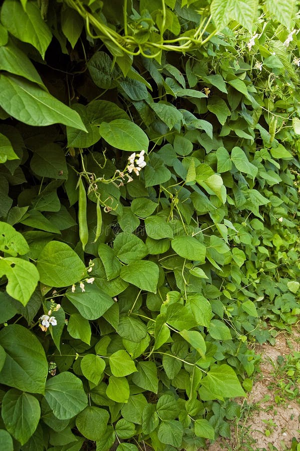 Bean plant