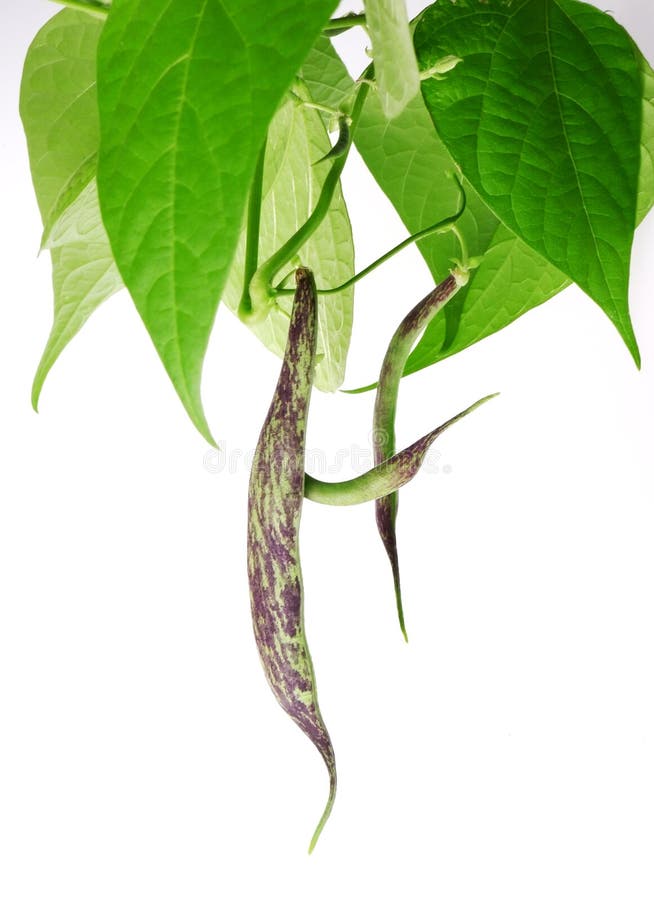 Bean Plant with Bean Pod Isolated on White Stock Image Image of fresh
