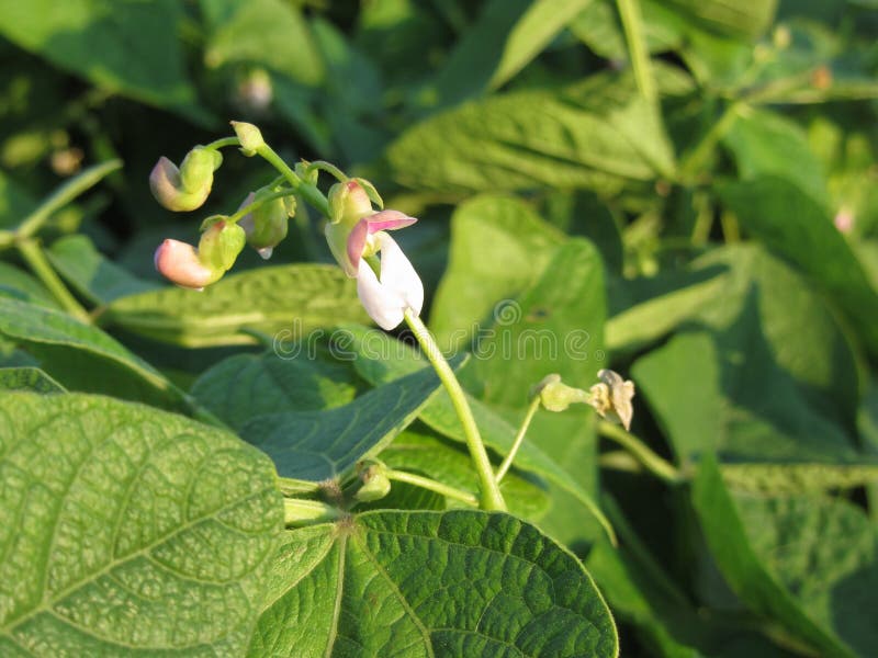 Bean Plant with Flowers Growing in the Garden Stock Photo Image of