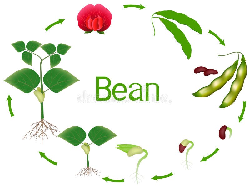 Beans growing flowers Stock Vector Images - Alamy