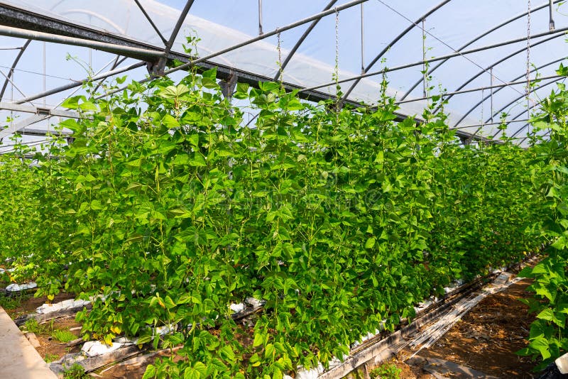 Bean Plants Grow in Rows in a Greenhouse Stock Photo Image of nature, farming 201208992