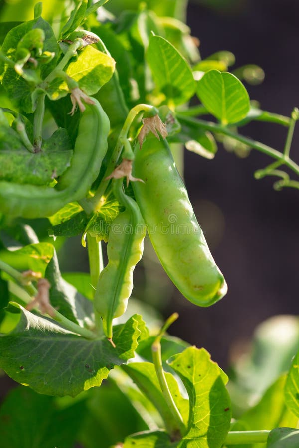 Bean Pod on a Bush in the Garden Stock Image Image of closeup, ripe 139197971