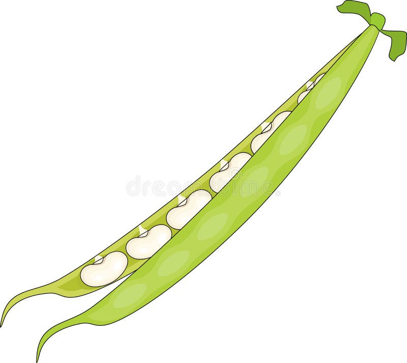 Bean Pod Stock Illustrations 4,346 Bean Pod Stock Illustrations