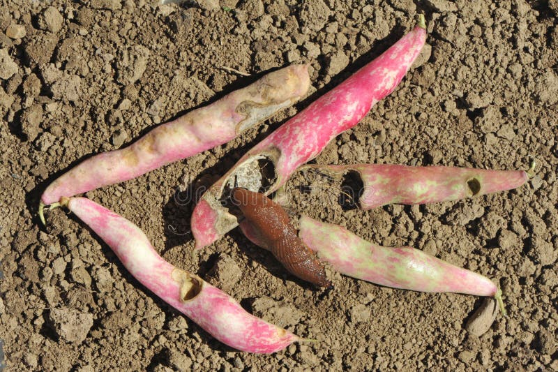 Bean Pods are Chewed by a Spanish Slug Stock Photo Image of protein, kidney 270020952