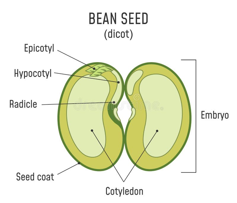 Bean Seed Structure Dicot