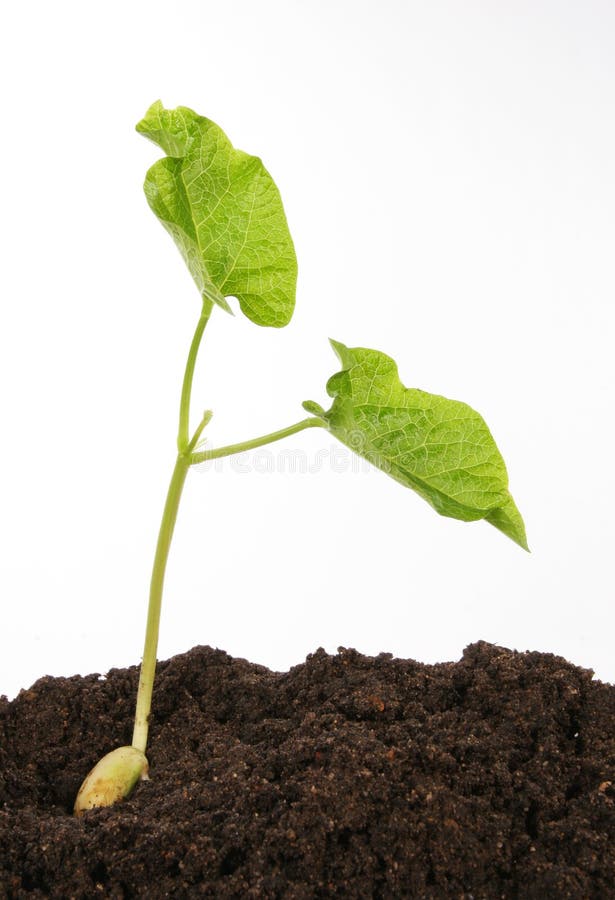 Bean seedling against white