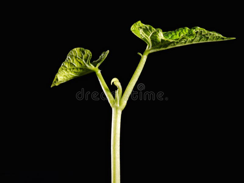 Bean sprout stock image. Image of ecology, leaf, seedling 8389739