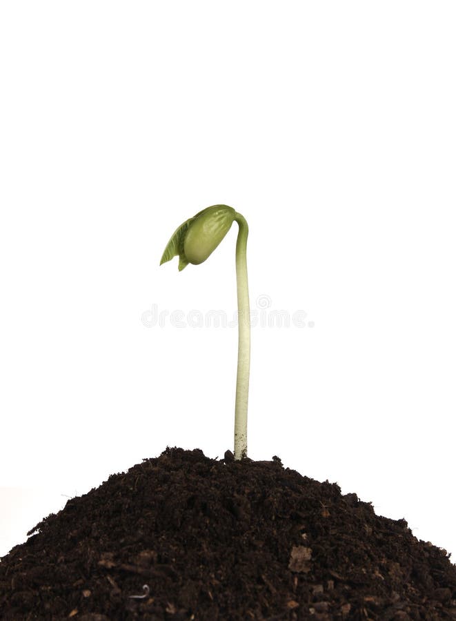 Common bean plant in dark soil isolated on white. Common bean plant in dark soil isolated on white