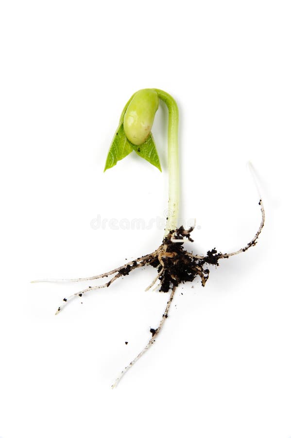 An image of bean sprout on white background