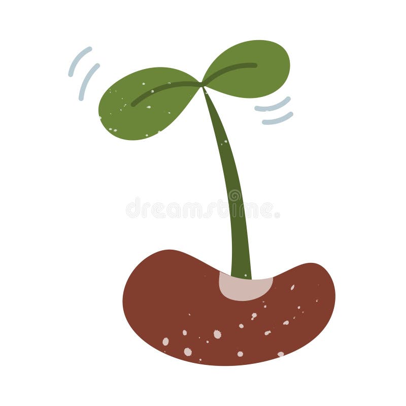 Bean sprout. flat doodle with texture. It is suitable for seed packaging, blogs about cultivation, stickers, educational materials vector illustration