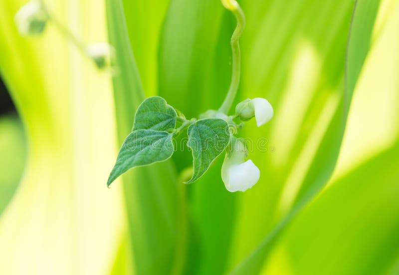 Bean Sprout and Flower in the Spring Stock Photo Image of fresh, green 85240434