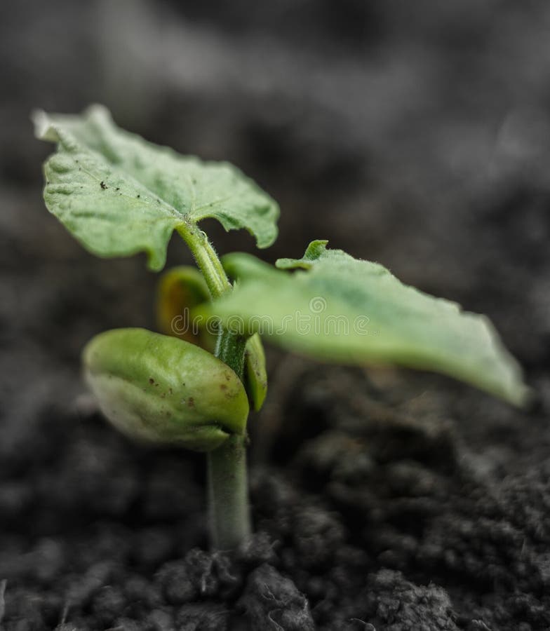 Bean sprout in soil stock image. Image of isolated, leaf 31987833