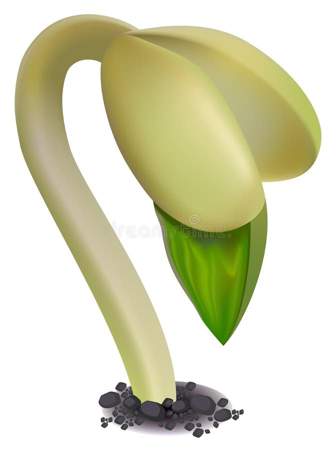 Bean sprout royalty free illustration