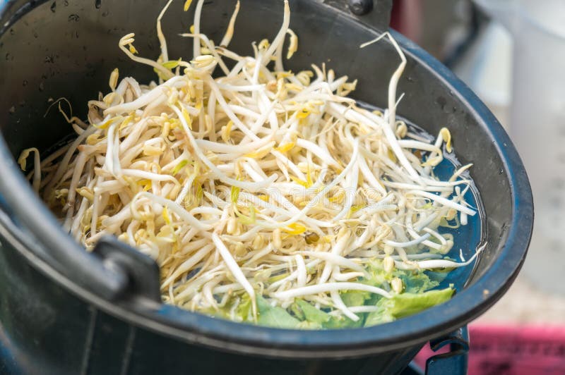 Bean Sprouts in Bucket of Water Stock Image Image of delicious