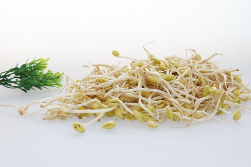 Bean sprouts stock photo. Image of soybean, sprout, agricultural 58918994