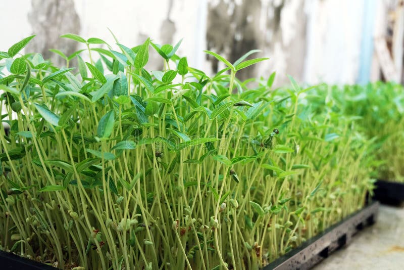 Bean sprouts. stock image. Image of sprouts, main, mung 61788223