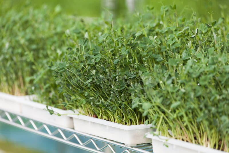 Bean sprouts stock image. Image of tray, food, organic 63182443