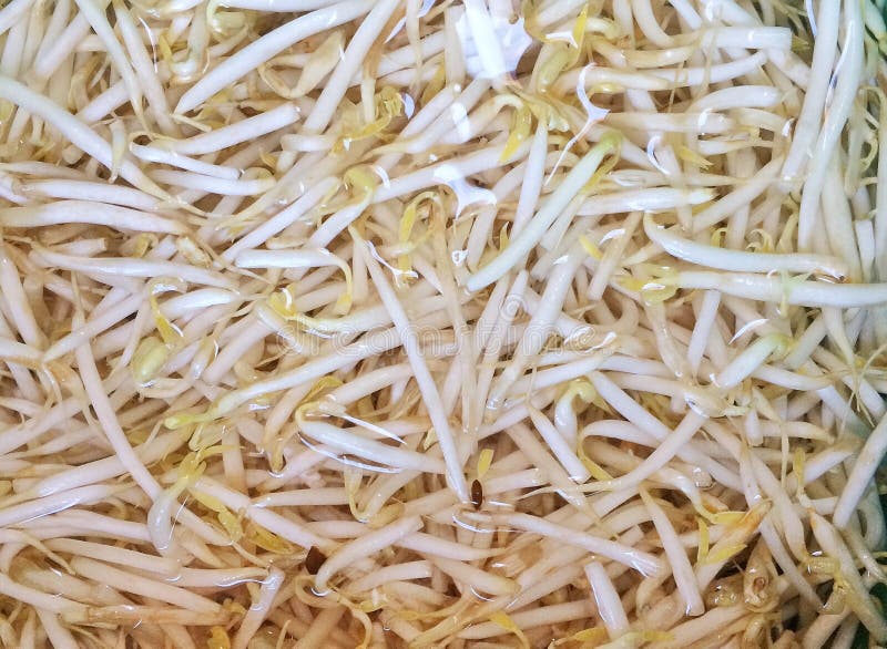 Bean sprouts stock image. Image of water, wash, sprouts 60068557